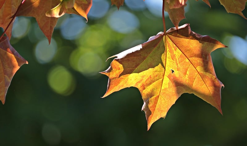 Maple Trees in Autumn