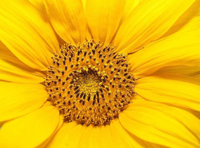 Sunflowers in Summer